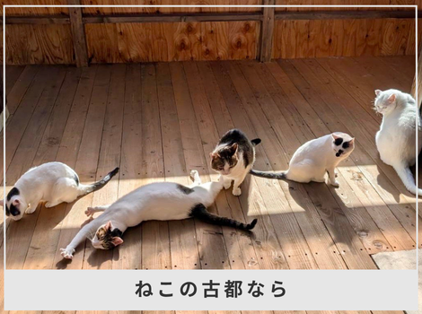 殺処分させない」から始まった。奈良で広がる、命と地域をつなぐ保護猫活動