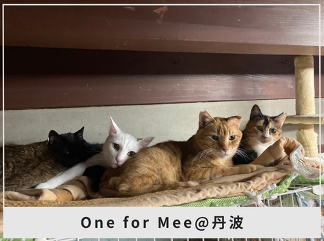 誰にも助けてもらえない子に、安心できる場所をーOneforMee@丹波が向き合う、保護猫たちの現実―