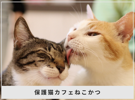 「猫活」を当たり前の言葉に。年間約500頭の命をつなぐ、ねこかつの挑戦