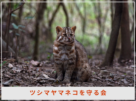 「ツシマヤマネコと共に生きる未来へ──守る会の歩みと挑戦」