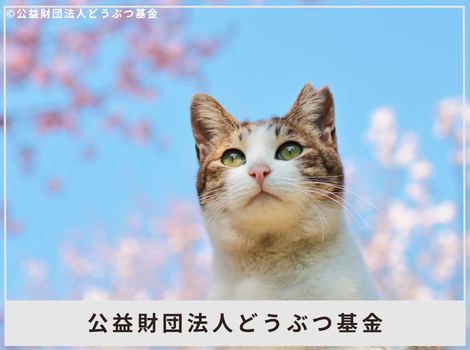 「不幸な命を生まないために。」40万頭を超える猫たちと向き合ってきた、どうぶつ基金の挑戦