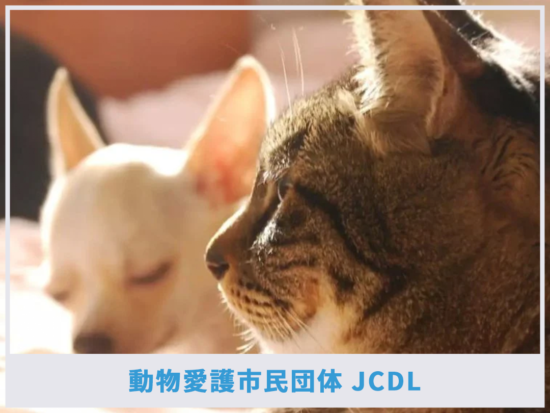 「小さな命も守れないで、人間なんか守れませんよ」――JCDLが向き合う保護の現場