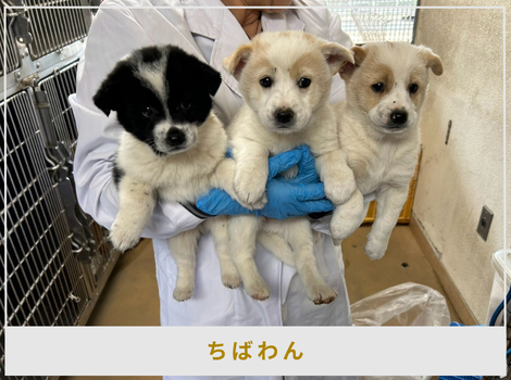一歩も歩けなかった犬が、散歩を楽しめるまで。ちばわんが20年以上つないできた、命と家族
