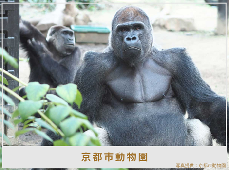 「近くて楽しい」の、その先へ。 ー市民とともに歩む京都市動物園が伝える、 学びと「命」の輝き