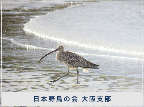 鳥の姿のない場所に、人の未来は残るのかー日本野鳥の会大阪支部が見つめる、大阪湾岸と野鳥のこれからー
