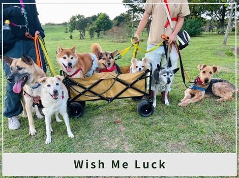「保護犬は難しい。だからこそ、犬らしく生きる姿が美しい」 ──愛媛発・Wish Me Luckが伝える、しつけと教育の本当の意味