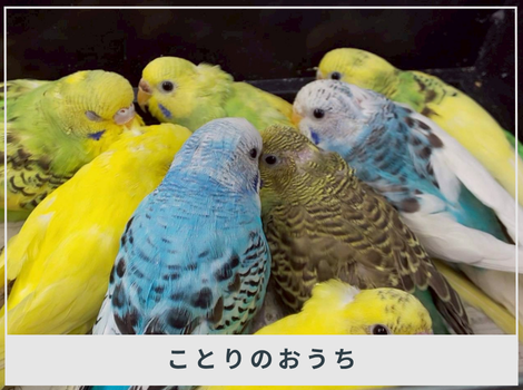 鳥も、小動物も、そして人も。命に線引きをしない。―保護・ふれあい・地域活動を通して広がる「ことりのおうち」のかたち―