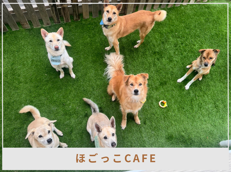 「“かわいそう”を売らない保護があってもいい。  ほごっこCAFEがつくる、犬・猫・人のフラットな居場所」― 助けるためじゃなく、好きになるために通う保護カフェ