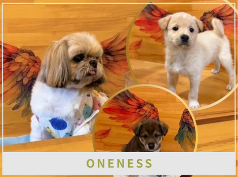 手話と保護犬が迎えるカフェ。ONENESS CAFE ＆ BAR が灯す、やさしい社会のかたち