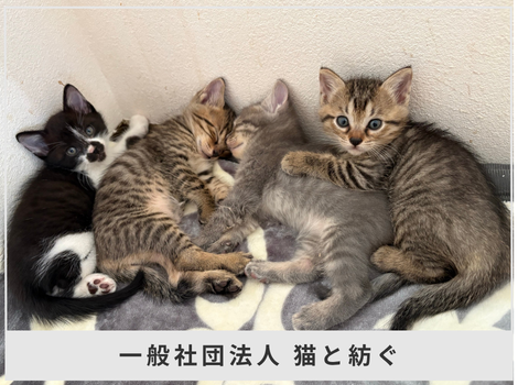 90匹の保護猫を、家族で支えてきた。 岡山で続く「猫と紡ぐ」の保護猫活動