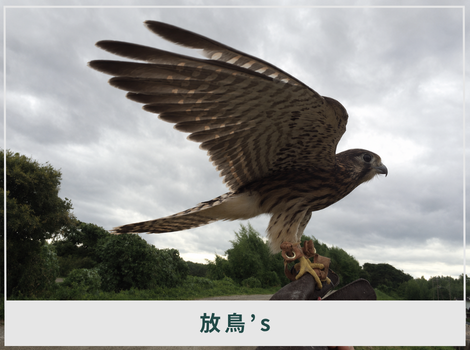 放すことがゴールではない。 放鳥’sが見つめる、野生復帰のその先