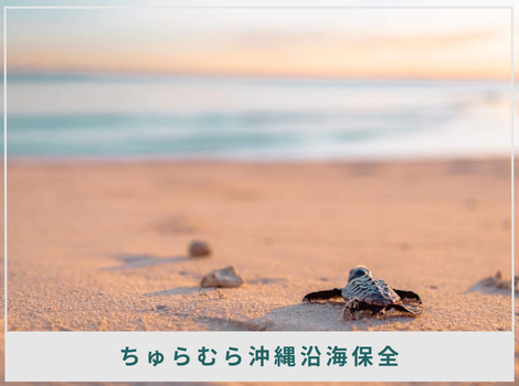約60キロの海岸を見守り、水深15メートルへ。沖縄のウミガメと向き合う「ちゅらむら」
