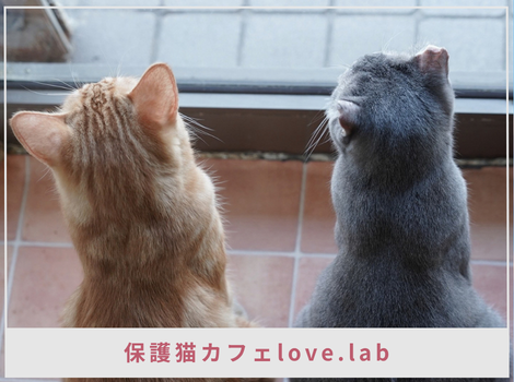 土砂降りの道路にいた一匹から、2,000頭以上のご縁へ。love.labが目指す「活動のいらない未来」