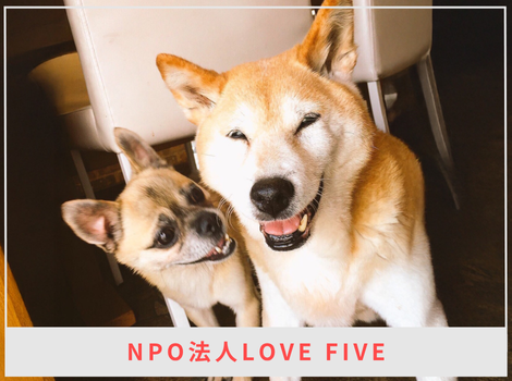 “理想”を掲げることよりも“現実”と向き合う保護活動——Love Fiveの挑戦